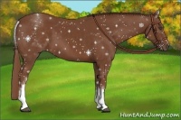 Horse Color:White Spotted Chestnut Sabino