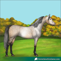 Horse Color:Gray Bay Dun Rabicano
