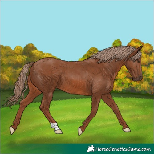 Horse Color:Chestnut 
