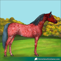 Horse Color:ERROR: UNKNOWN ANOMALY