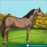 Horse Color:Liver Red Dun 