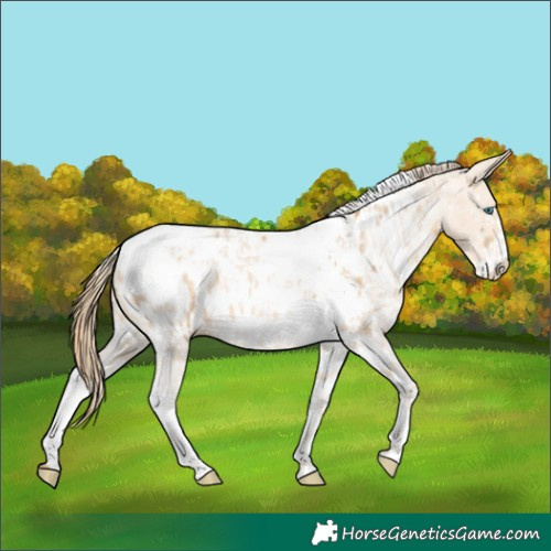 Horse Color:Perlino Sabino Tobiano Frame  and Buckskin Pearl Sabino Tobiano Appaloosa 