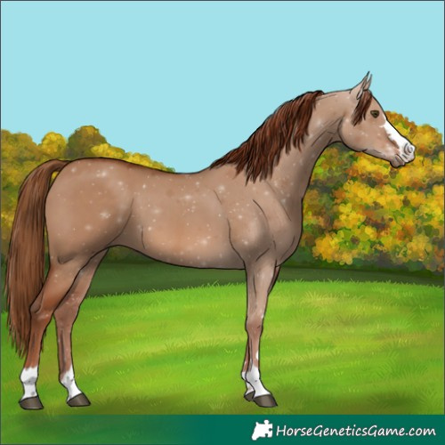 Horse Color:Red Dun