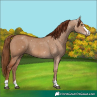 Horse Color:Red Dun 