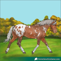 Horse Color:White Spotted Silver Bay Tobiano Appaloosa Rabicano 