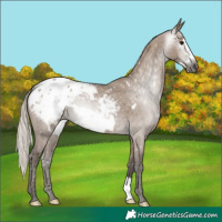 Horse Color:Gray Silver Grullo Frame Appaloosa