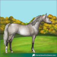 Horse Color:Gray Silver Grullo Rabicano 