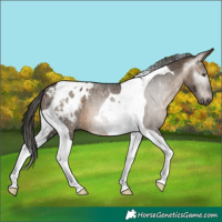 Horse Color:Gray Brown Dun Tobiano Appaloosa