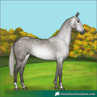 Horse Color:Gray Silver Grullo 