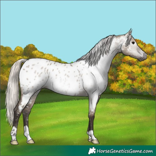 Horse Color:Gray Silver Grullo Near Leopard
