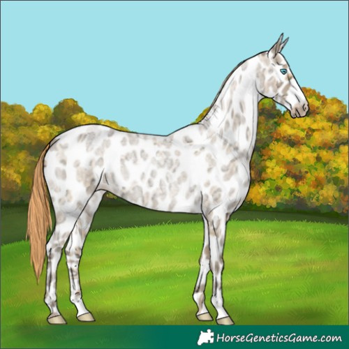 Horse Color:Buckskin Ice Roan Pearl Leopard 