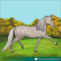 Horse Color:Silver Grullo Appaloosa Rabicano