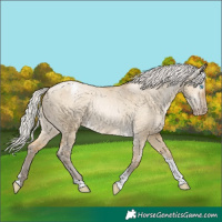 Horse Color:Gray Silver Buckskin Pearl Dun Tobiano Varnish 