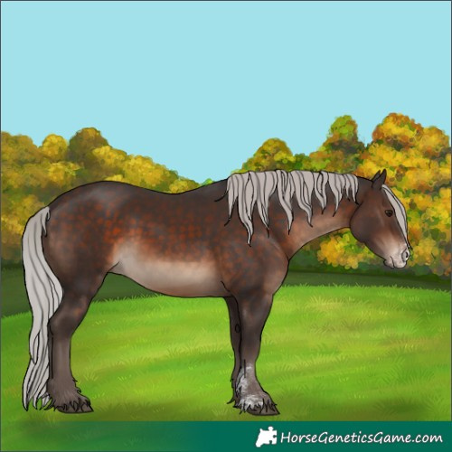 Horse Color:Silver Brown Sabino 