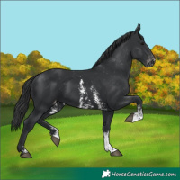 Horse Color:Black Sabino Appaloosa