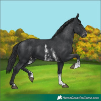 Horse Color:Black Sabino Appaloosa 