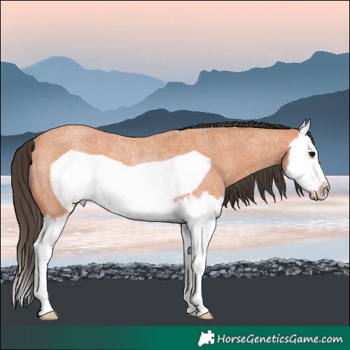 Horse Color:Bay Roan Splash Frame Rabicano 