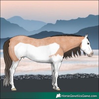Horse Color:Bay Roan Splash Frame Rabicano