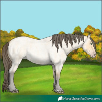 Horse Color:Amber Cream Champagne Roan 