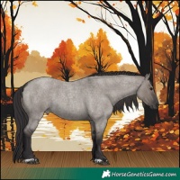 Horse Color:Smoky Grullo Roan