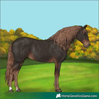 Horse Color:Liver Chestnut Rabicano 
