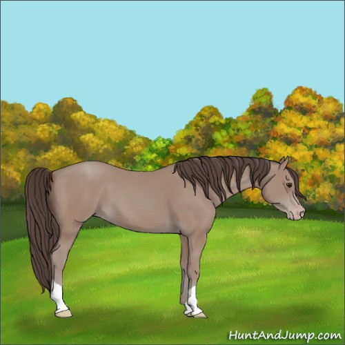 Horse Color:Classic Champagne 