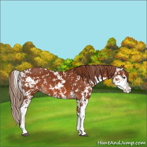 Horse Color:Chestnut Sabino 
