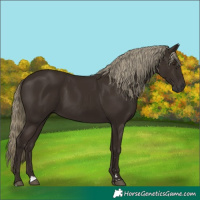 Horse Color:Liver Chestnut Rabicano