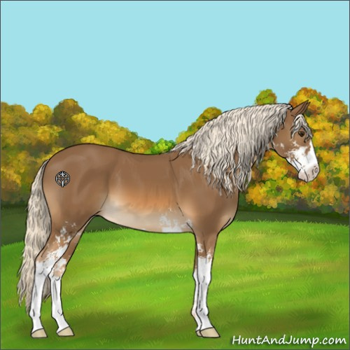 Horse Color:Chocolate Palomino Sabino 