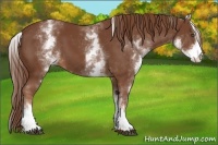 Horse Color:White Spotted Chestnut Sabino 