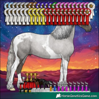 Horse Color:Silver Black Tobiano