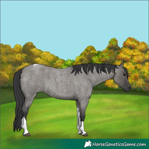 Horse Color:Grullo Roan Tobiano 
