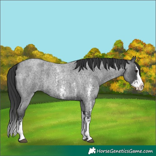 Horse Color:Blue Roan Sabino Splash  and Blue Roan Sabino Splash 