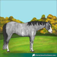 Horse Color:Blue Roan Sabino Splash  and Blue Roan Sabino Splash 