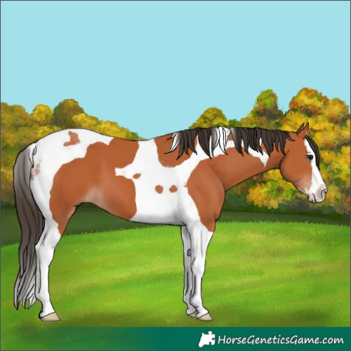 Horse Color:Bay Splash Tobiano 