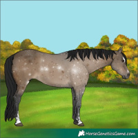Horse Color:Gray Brown Dun Sabino 