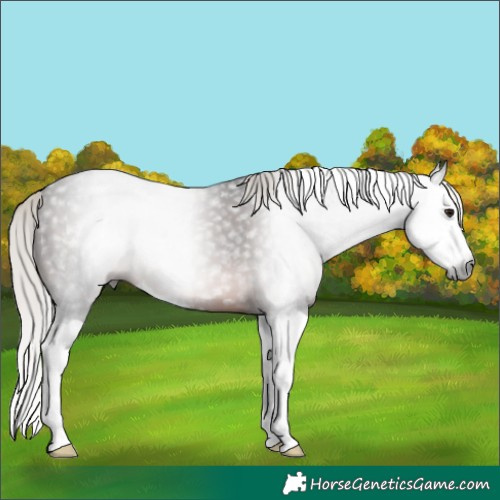 Horse Color:Gray Silver Brown Splash 