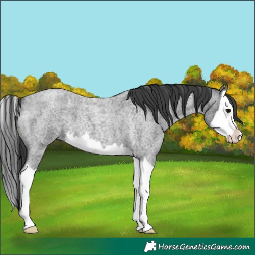 Horse Color:Blue Roan Splash 
