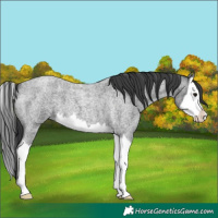 Horse Color:Blue Roan Splash 
