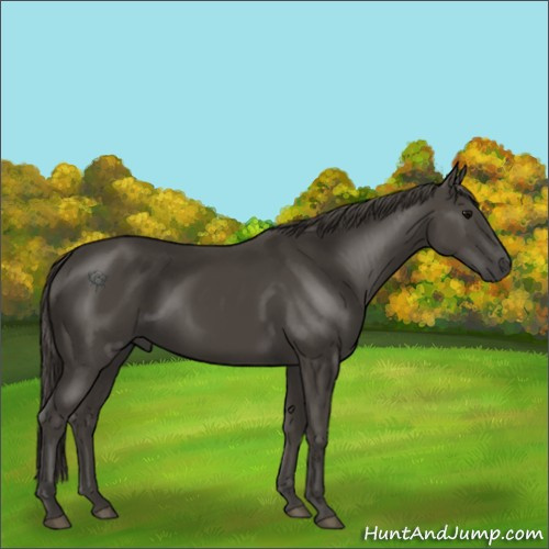 Horse Color:Smoky Black 