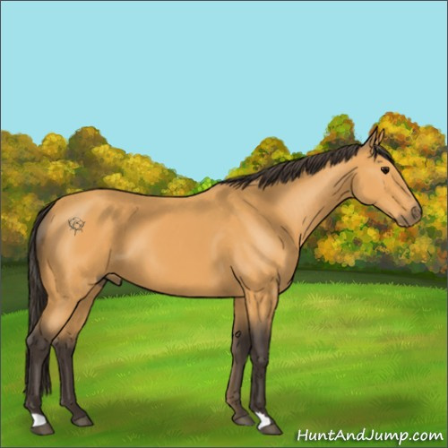 Horse Color:Buckskin 