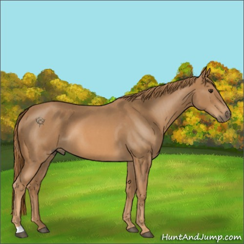Horse Color:Red Roan 