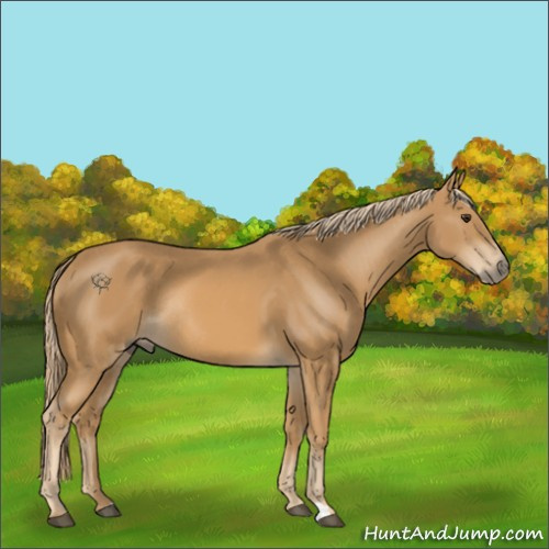 Horse Color:Chestnut Rabicano 