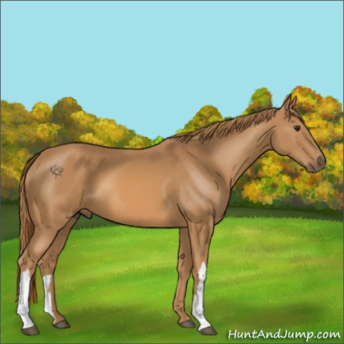 Horse Color:Chestnut 