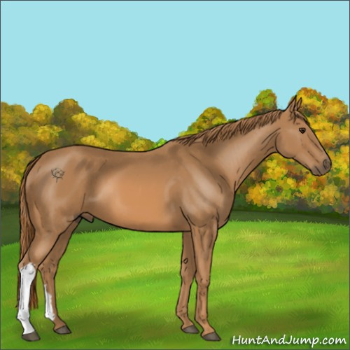 Horse Color:Chestnut 