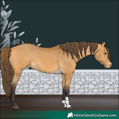 Horse Color:Buckskin Tobiano Appaloosa 