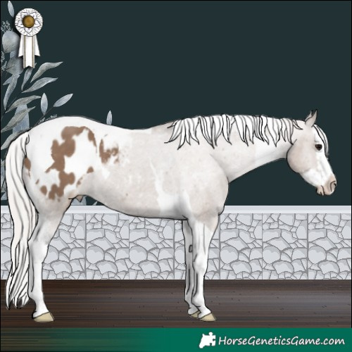 Horse Color:Silver Grullo Splash Tobiano Appaloosa 