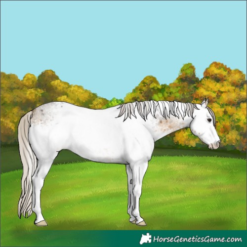 Horse Color:White Spotted Silver Buckskin Roan 