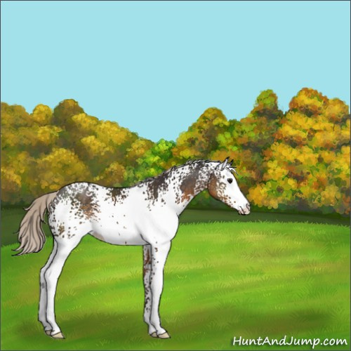 Horse Color:White Spotted Silver Smoky Black