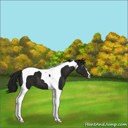 Horse Color:Gray Smoky Black Tobiano 